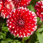 Bulbes à fleurs à planter au printemps - Dahlia Décoratif nain Little Tiger (x1) - face recto